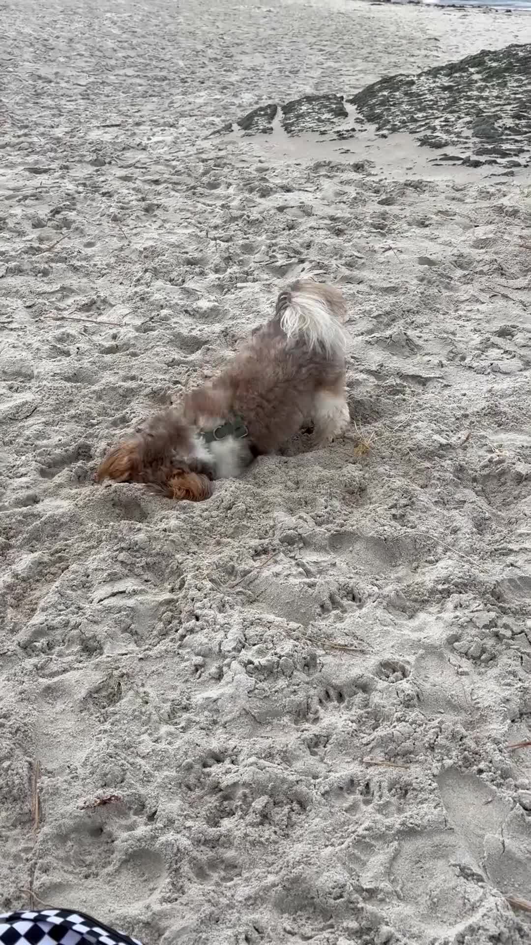 Shih Tzu dogs for stud: Shih Tzu for stud - Video 1