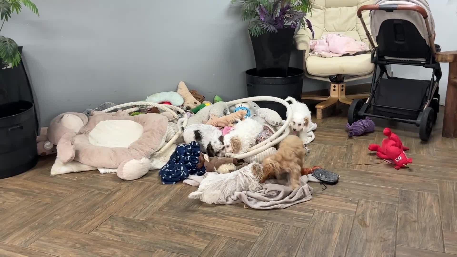 Cockapoo dogs for sale: F1 cockapoos reduced to £1300 - Video 1