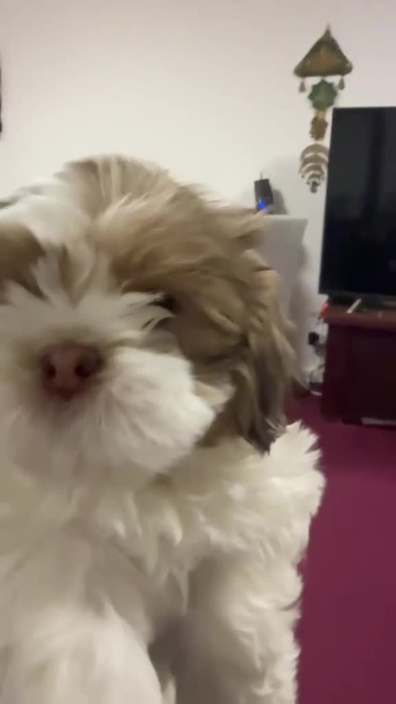 Mixed Breed dogs for sale: Lovely puppies  - Video 1