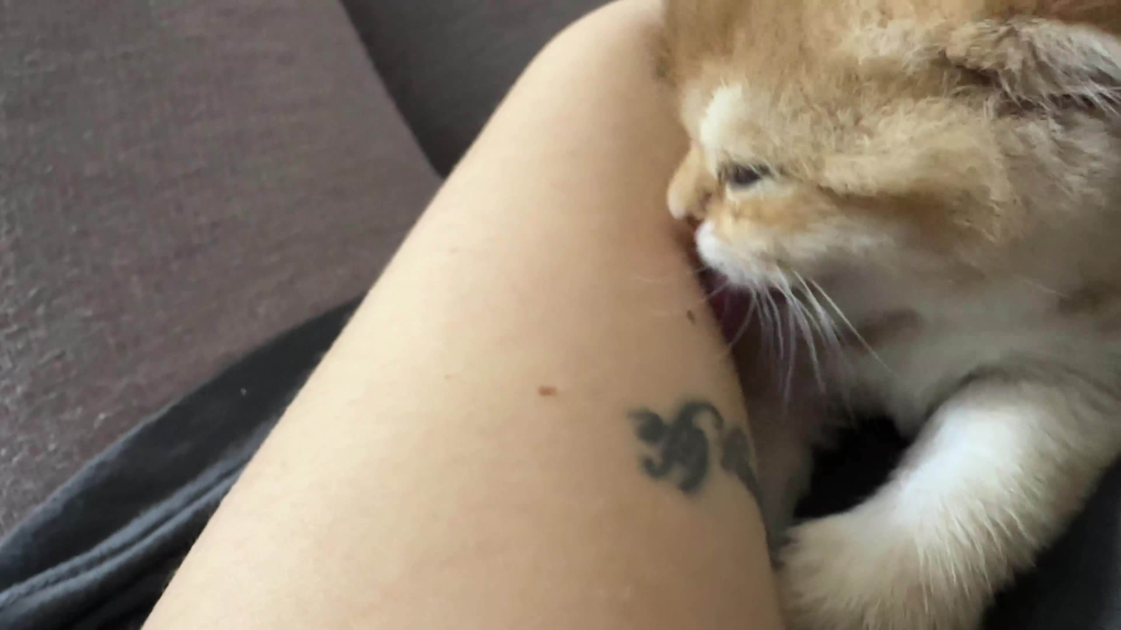 Scottish Fold cats for sale: Soft, Gentle Scottish Fold Girl  - Video 1