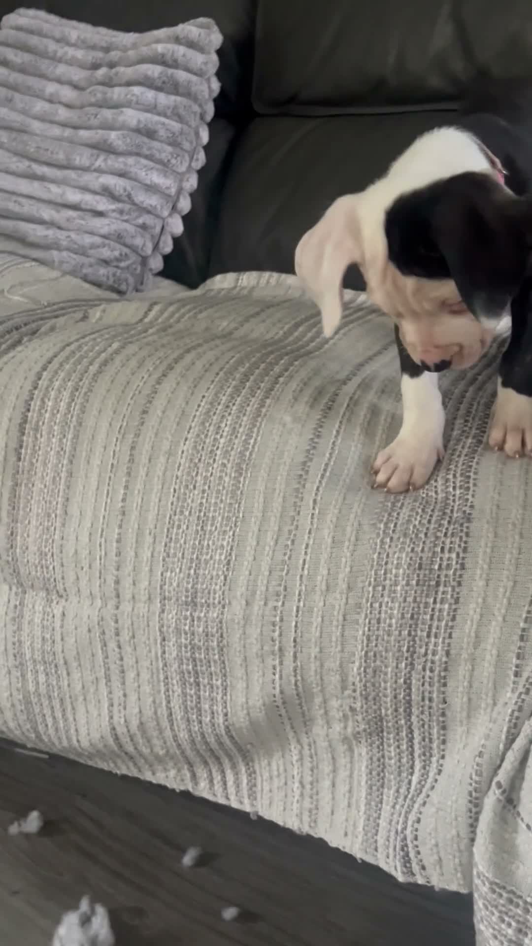 American Bulldog dogs for sale: ❤️AMERICAN BULLDOG PUPPIES   1 GIRL LEFT ❤️🐾 - Video 2