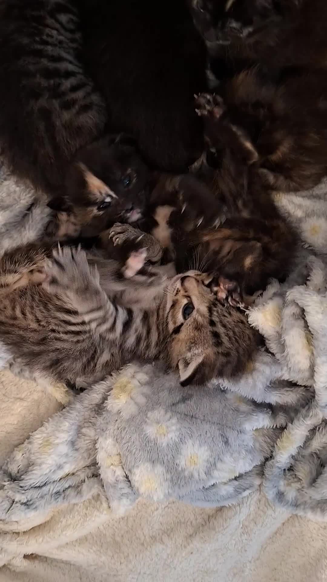 Mixed Breed cats for sale: 6 beautiful kittens ❤️ - Video 1