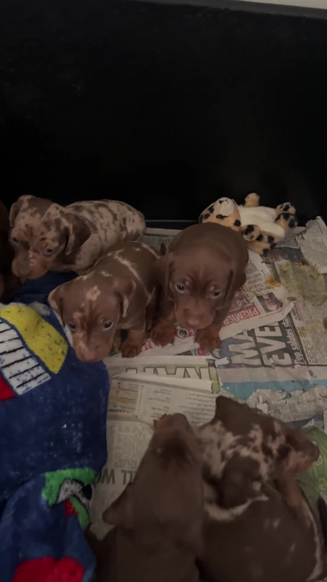 Dachshund dogs for sale: Beautiful dachshund pups - Video 1