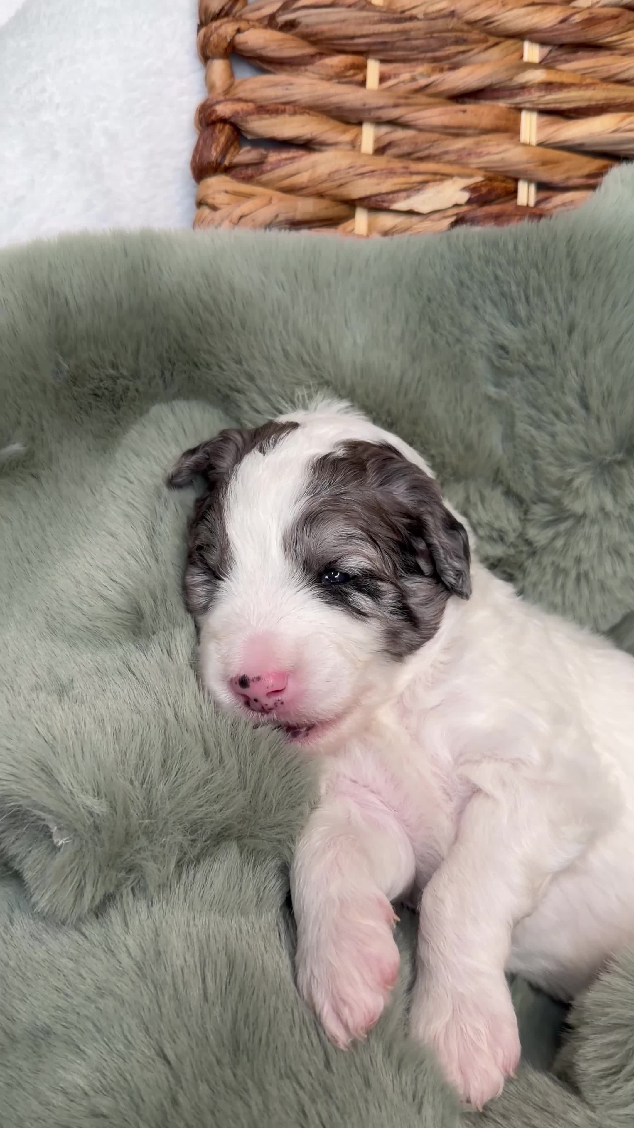 Bernedoodle dogs for sale: Miniature Bernedoodle Puppies - Video 3