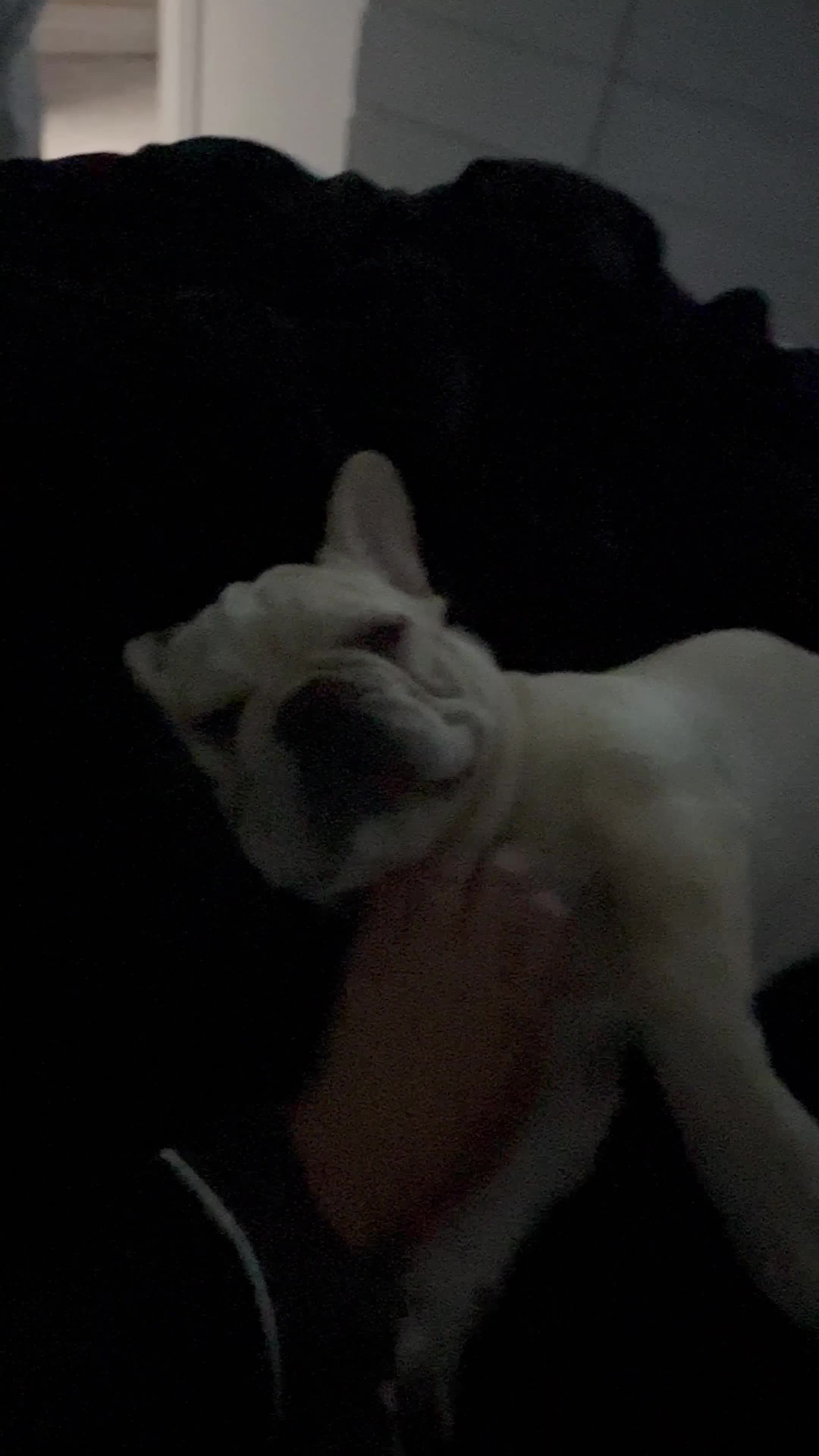 French Bulldog dogs for sale: French BullDog Boy - 7 Months Old  - Video 1