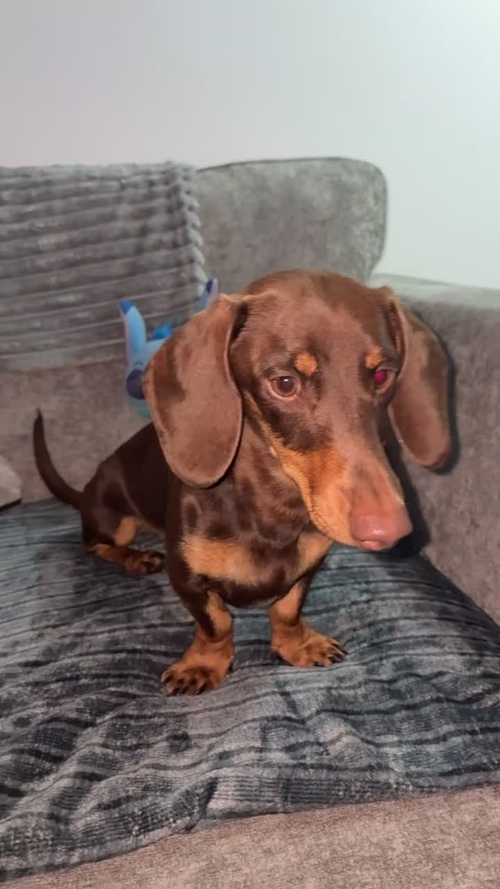 Dachshund dogs for sale: 1 year old male daschund in Darlington - Video 1
