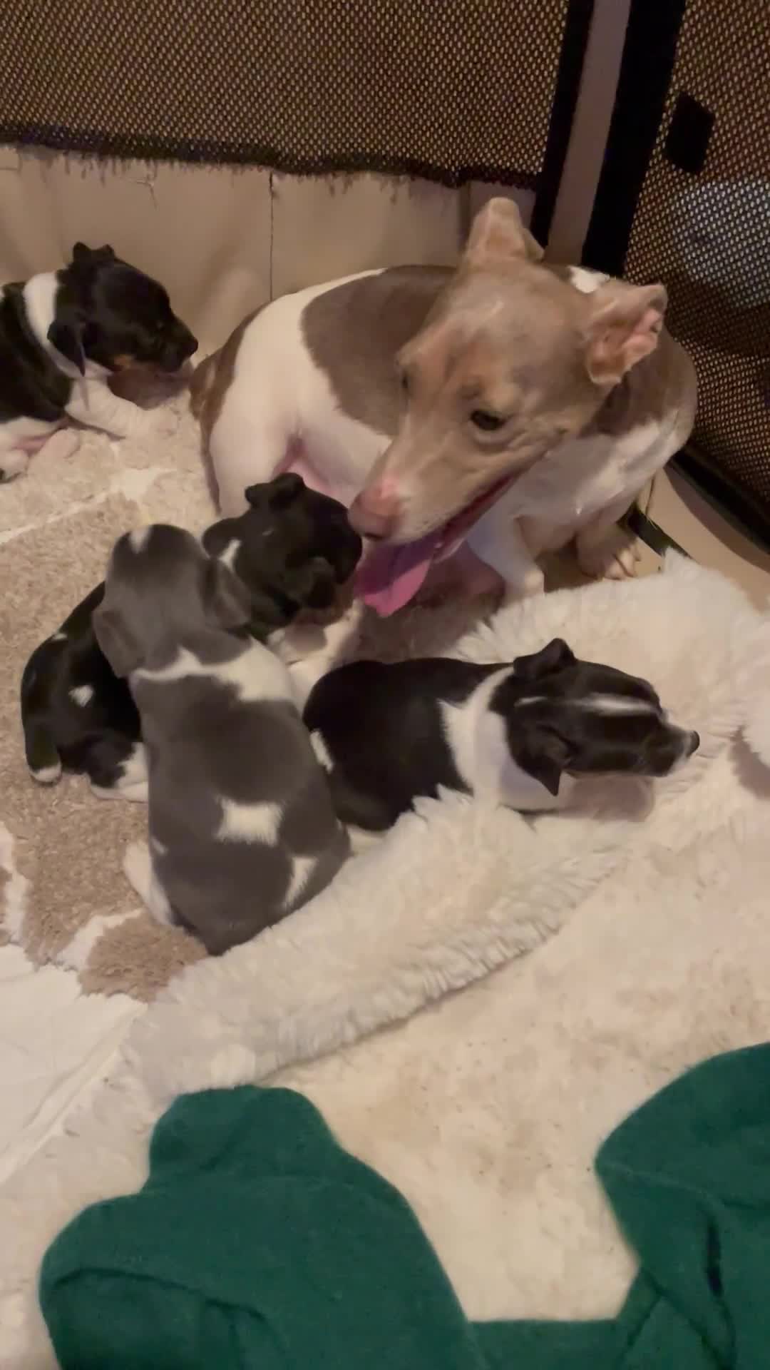 Jack Russell dogs for sale: Miniature Jack Russell puppy lilac and white - Video 1