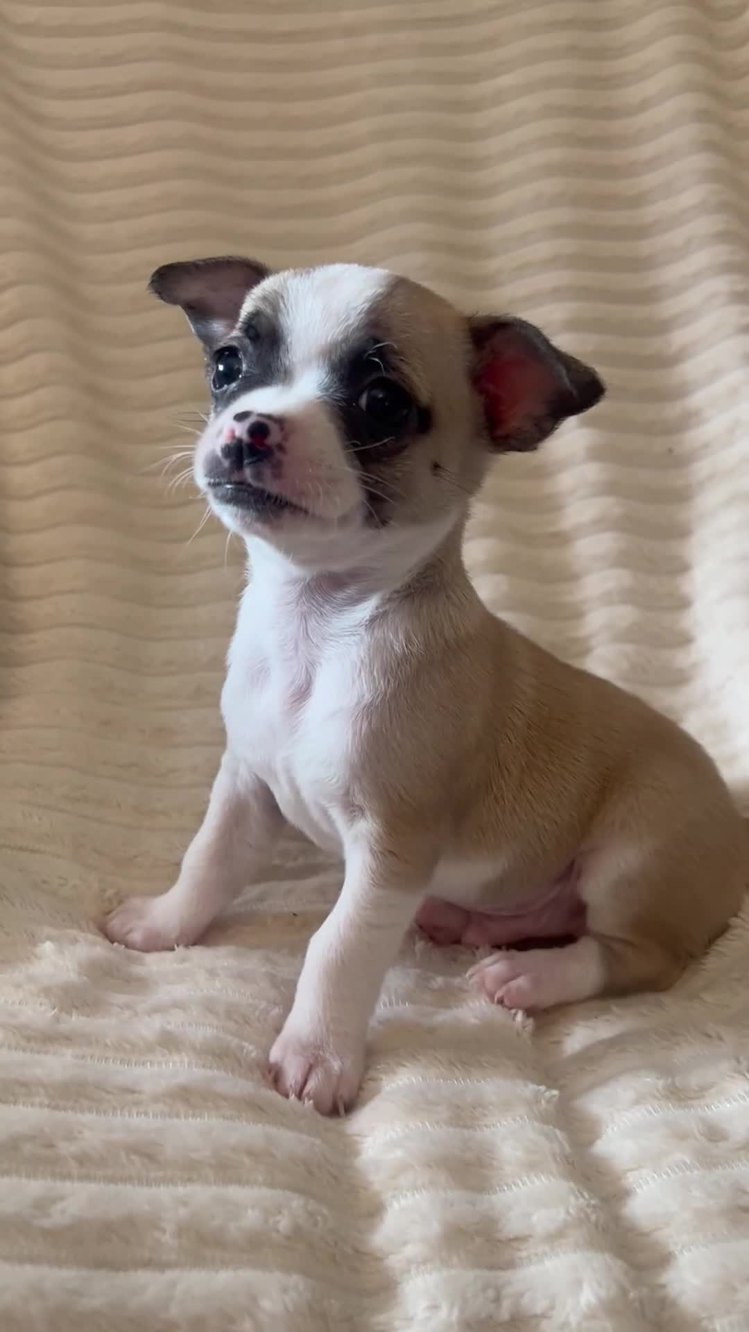 Chihuahua dogs for sale: Chihuahua puppies girls and boys - Video 2