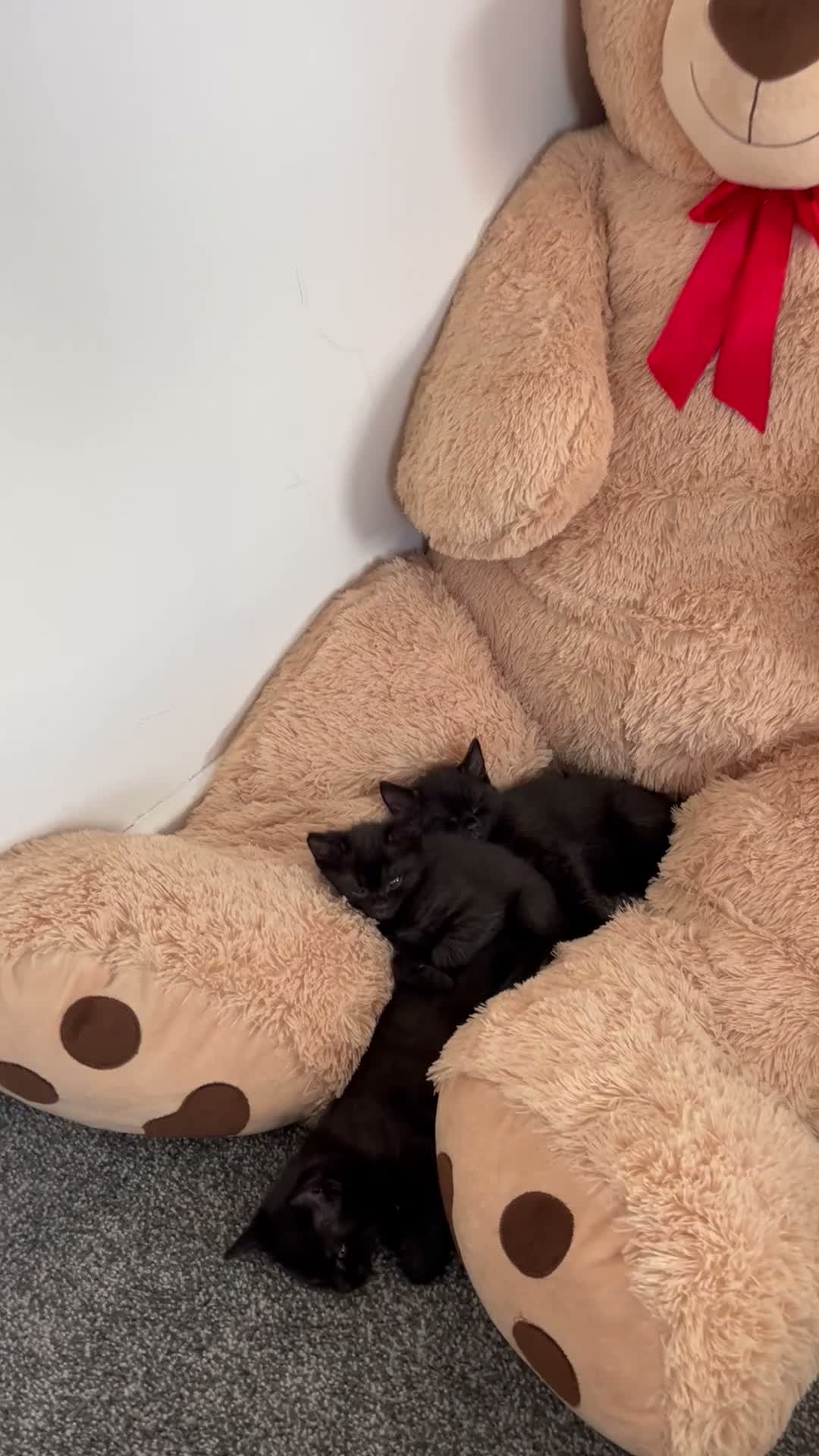 Domestic Shorthair cats for sale: Beautiful Kittens Looking For Forever Home in Saffron Walden - Video 1