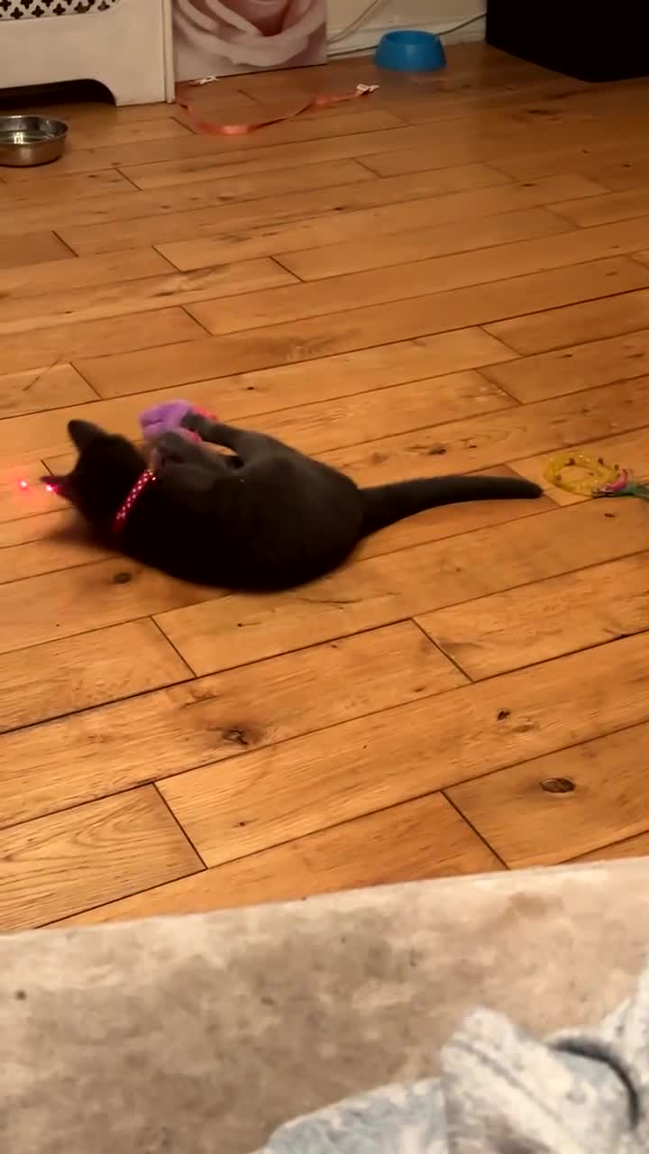 Russian Blue cats for sale: Mother & Daughter russian blues  in Romford - Video 2