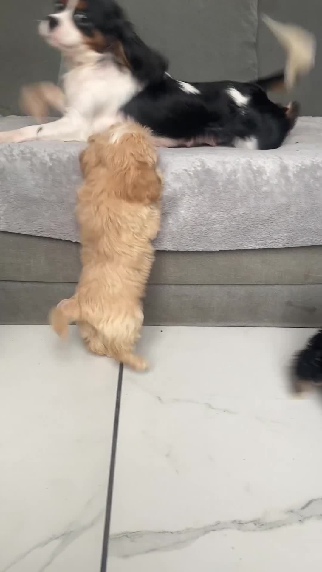 Cava Tzu dogs for sale: Cavashi cavatzu boys READY NOW  - Video 1