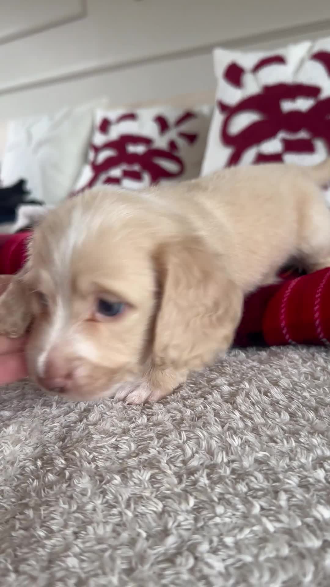 Miniature Dachshund dogs for sale: Top quality long haired miniature dachshunds  - Video 3