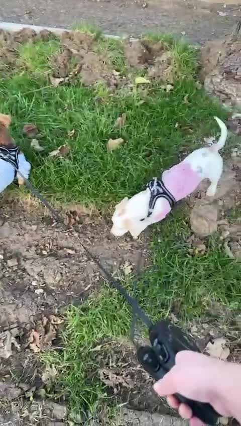 Dachshund dogs for adoption: 7 Months old, Dachshund Betty Readt to Adopt - Video 2