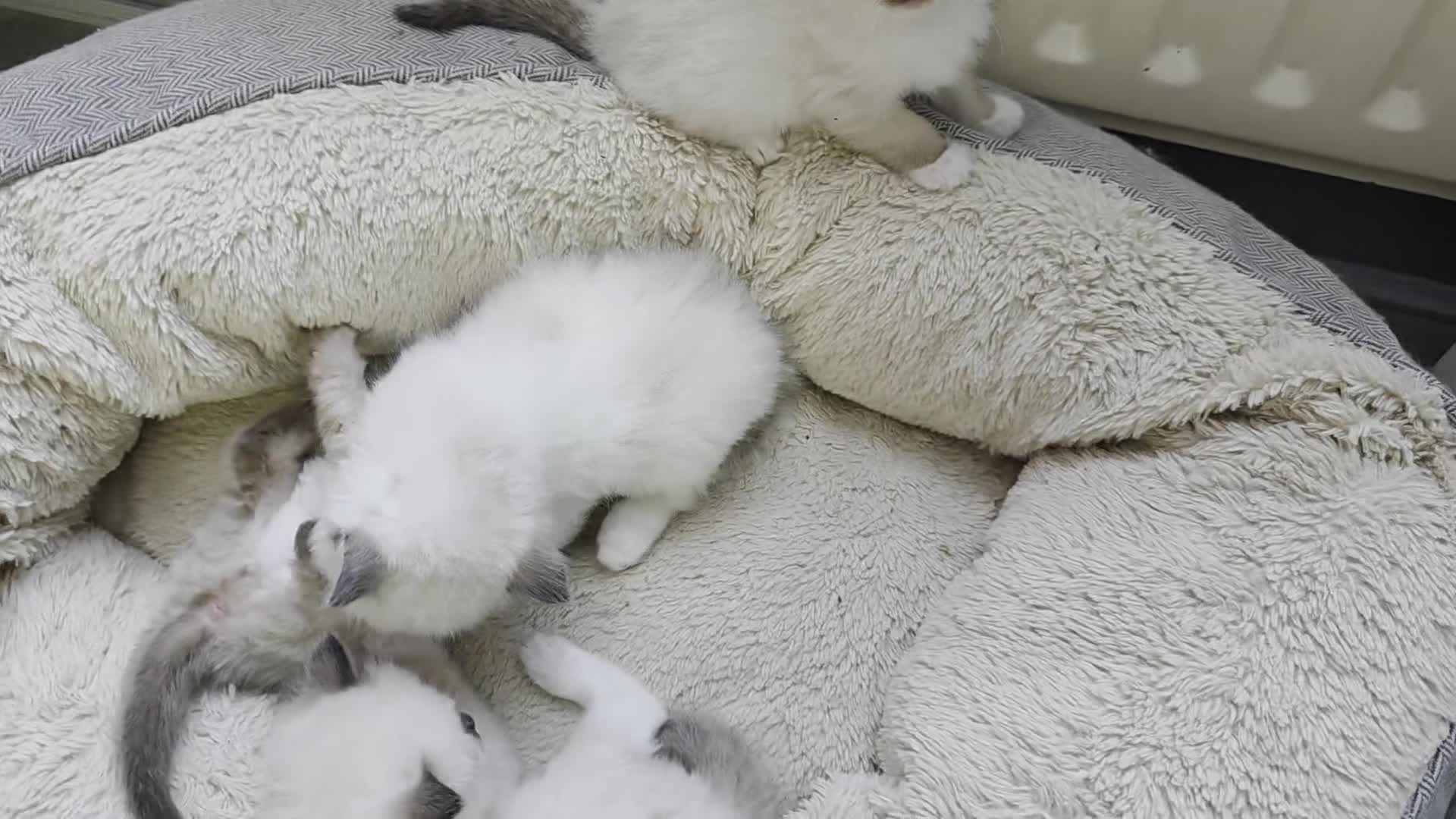 Ragdoll cats for sale: 🔹️🔹️🔹️Purebred Ragdoll kittens🔹️🔹️🔹️ - Video 1
