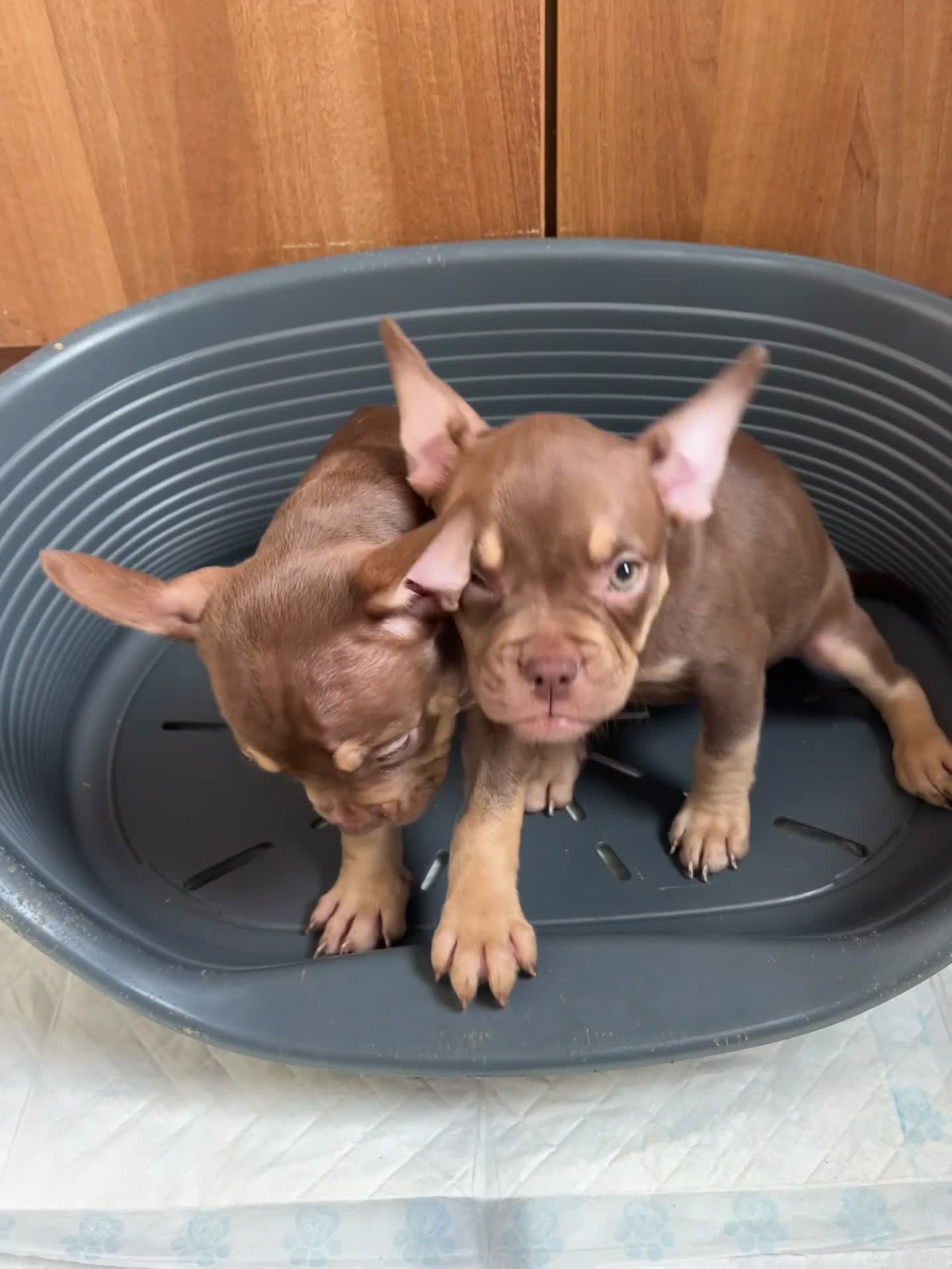 Mixed Breed dogs for sale: FrenchieXPocketBully Pups - Video 1