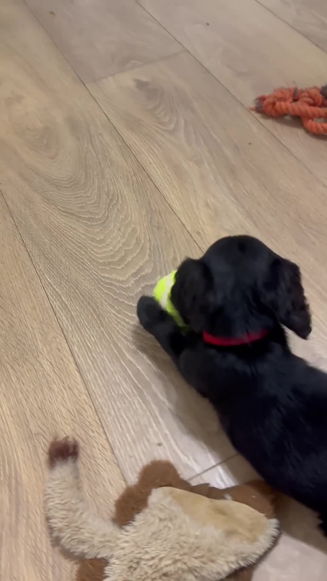 Sprocker dogs for sale: Sprocker puppies! - Video 2