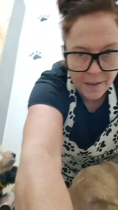 Cockapoo dogs for sale: Cockapoo Puppies Colchester - Video 1