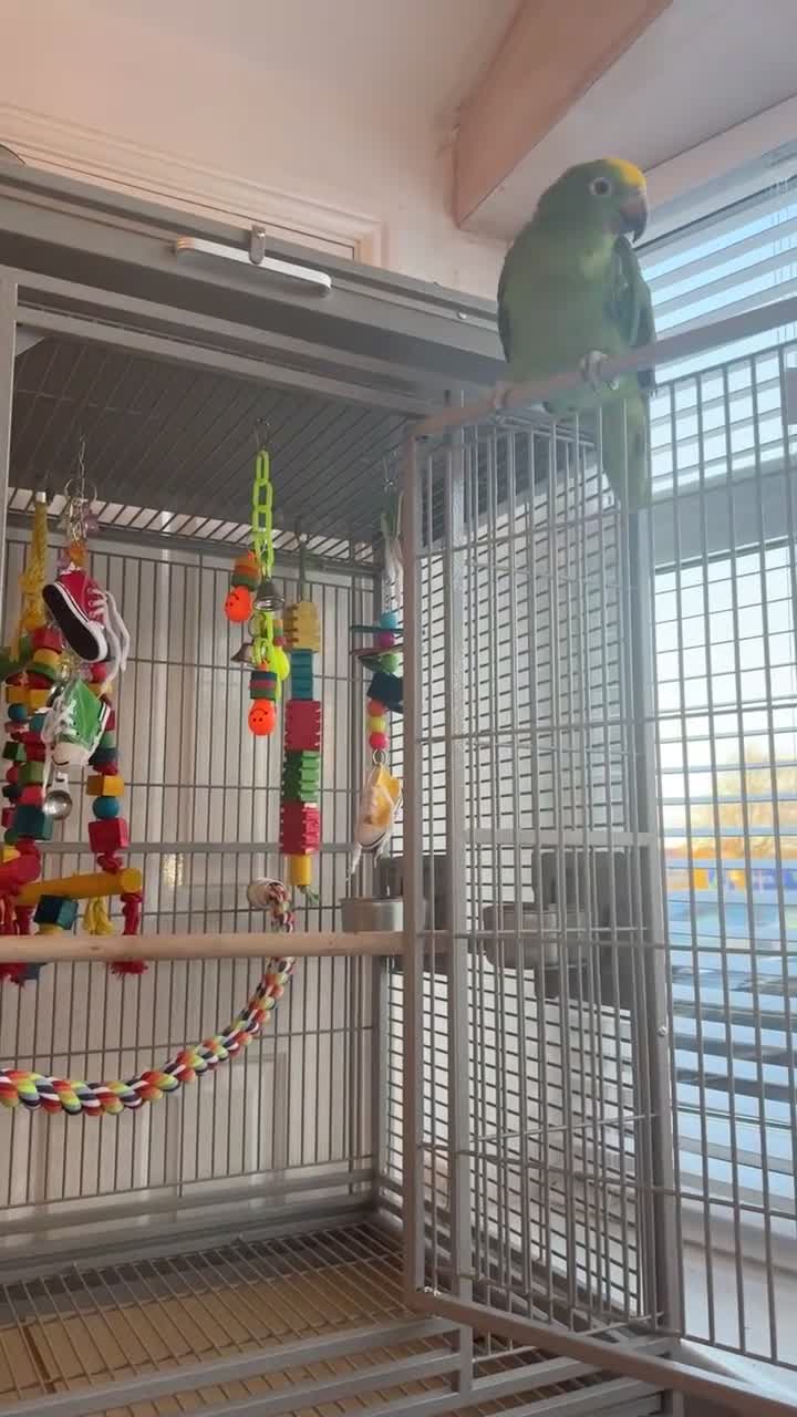Parrots birds for sale: Amazon Yellow-Headed Parrot in Oldham - Video 2