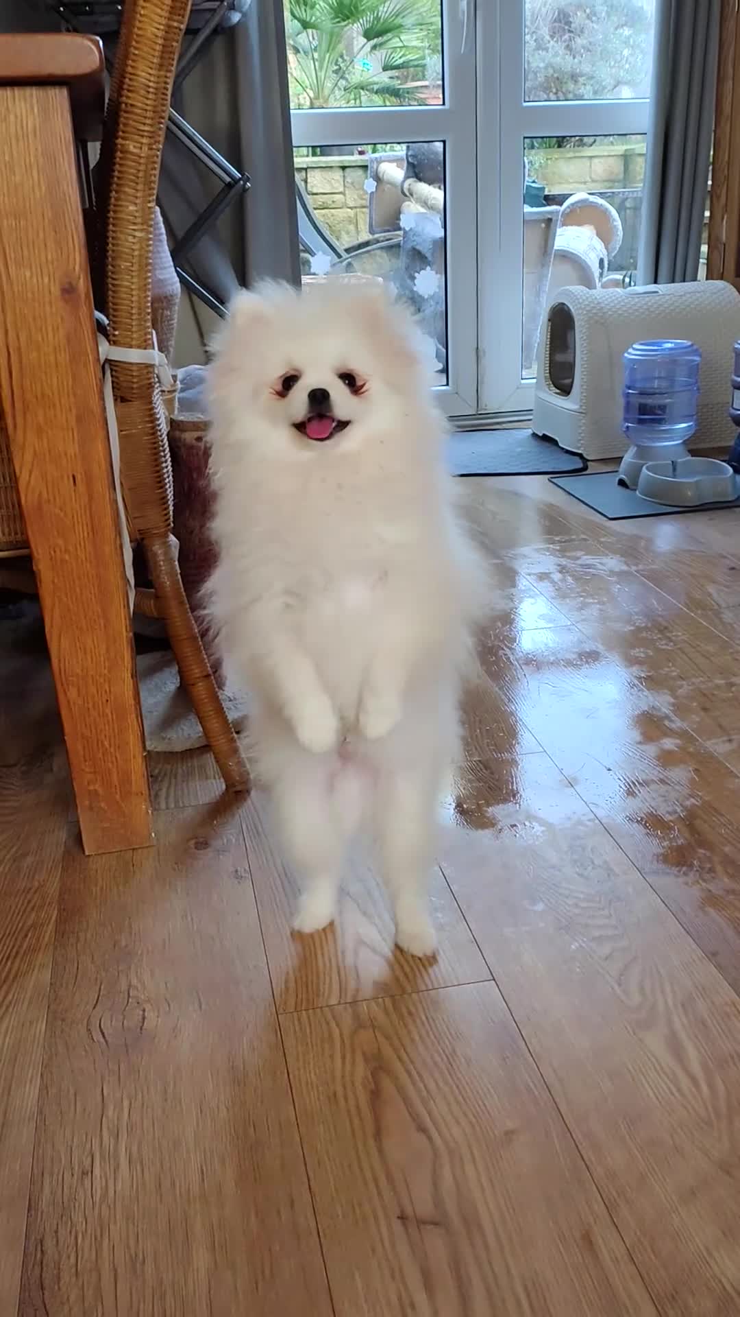 Pomeranian dogs for sale: Purebred Pomeranian Puppy male KC Reg - Video 2
