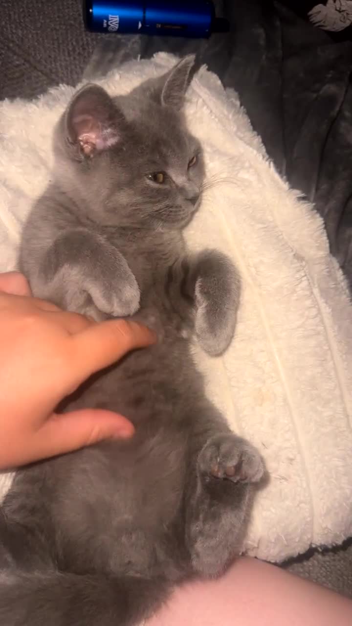 British Shorthair cats for sale: Grey (Blue) British ShortHair Male - Video 1