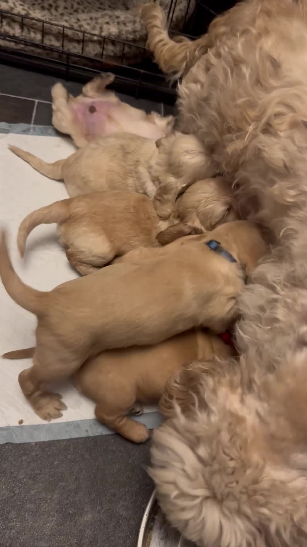 Cockapoo dogs for sale: Gorgeous little Cockerpoo Boy - Video 1