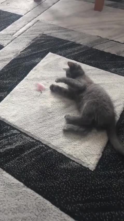 Mixed Breed cats for sale: Russian Blue Tabby mixed kitten boy in Exeter - Video 1