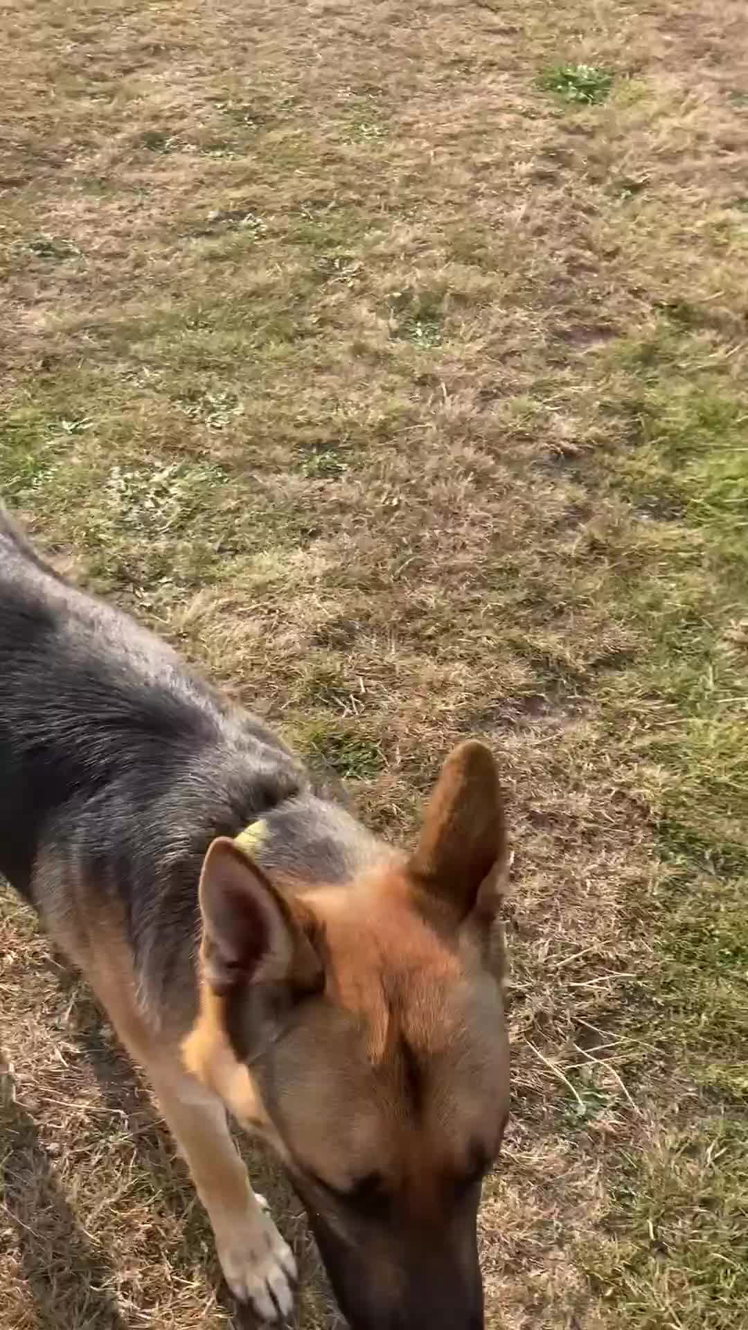 German Shorthaired Pointer dogs for sale: Working line straight back short coat gsd - Video 2