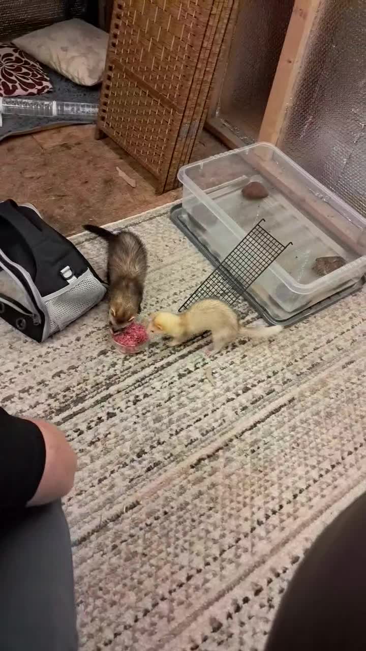 Ferret rodents for sale: Female un-neatured ferret  - Video 2