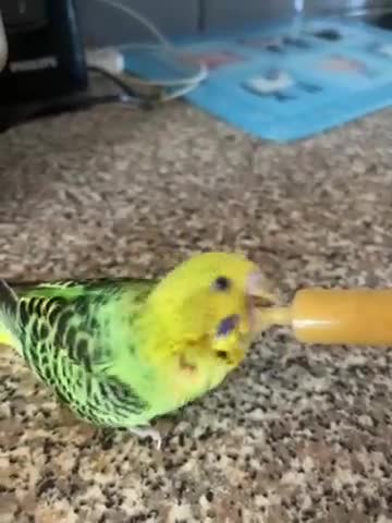 Budgerigars birds for sale: Baby hand reared one parent reared - Video 1