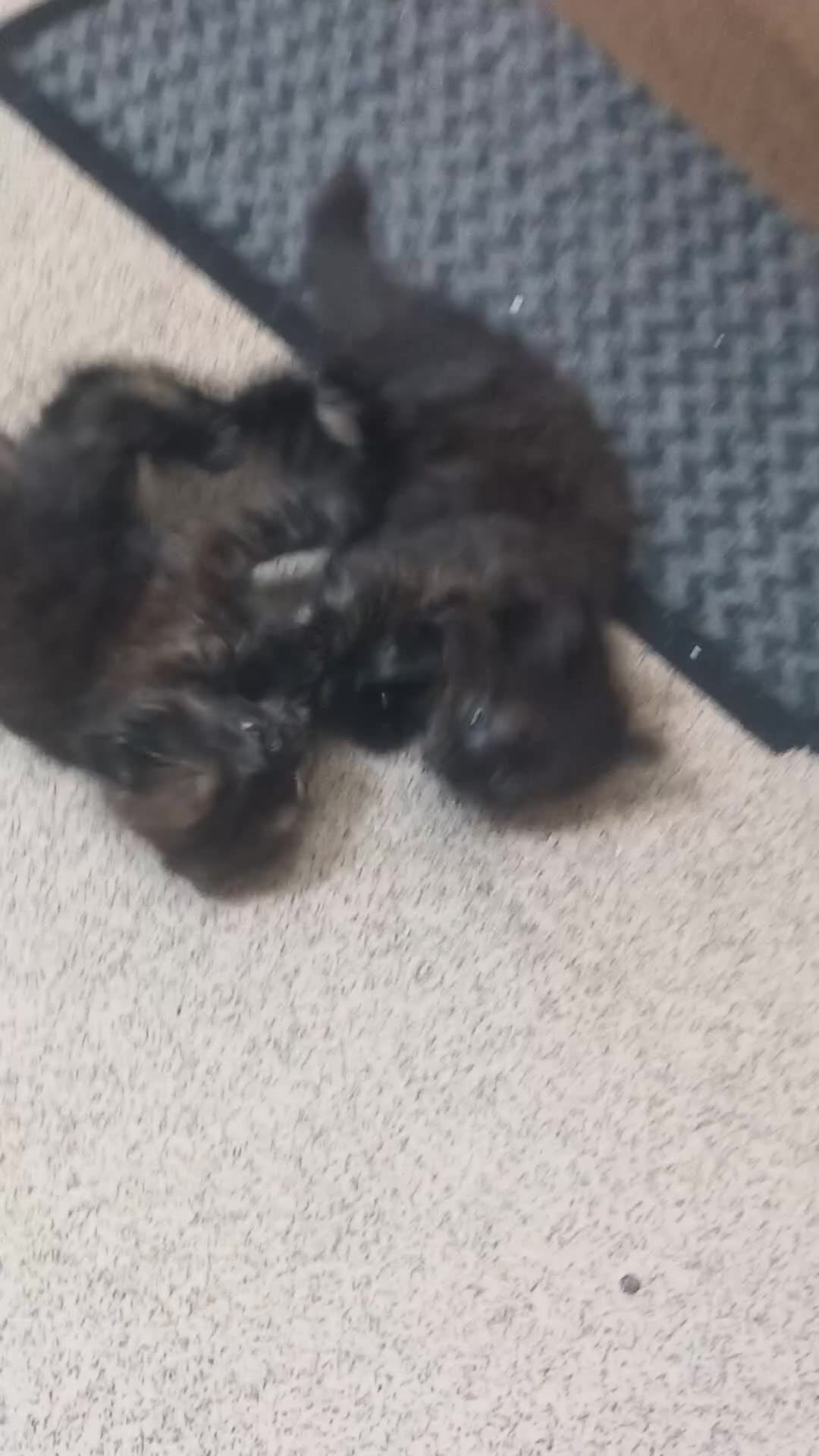 Maine Coon cats for sale: Two beautiful maine coons kitten for sale - Video 1