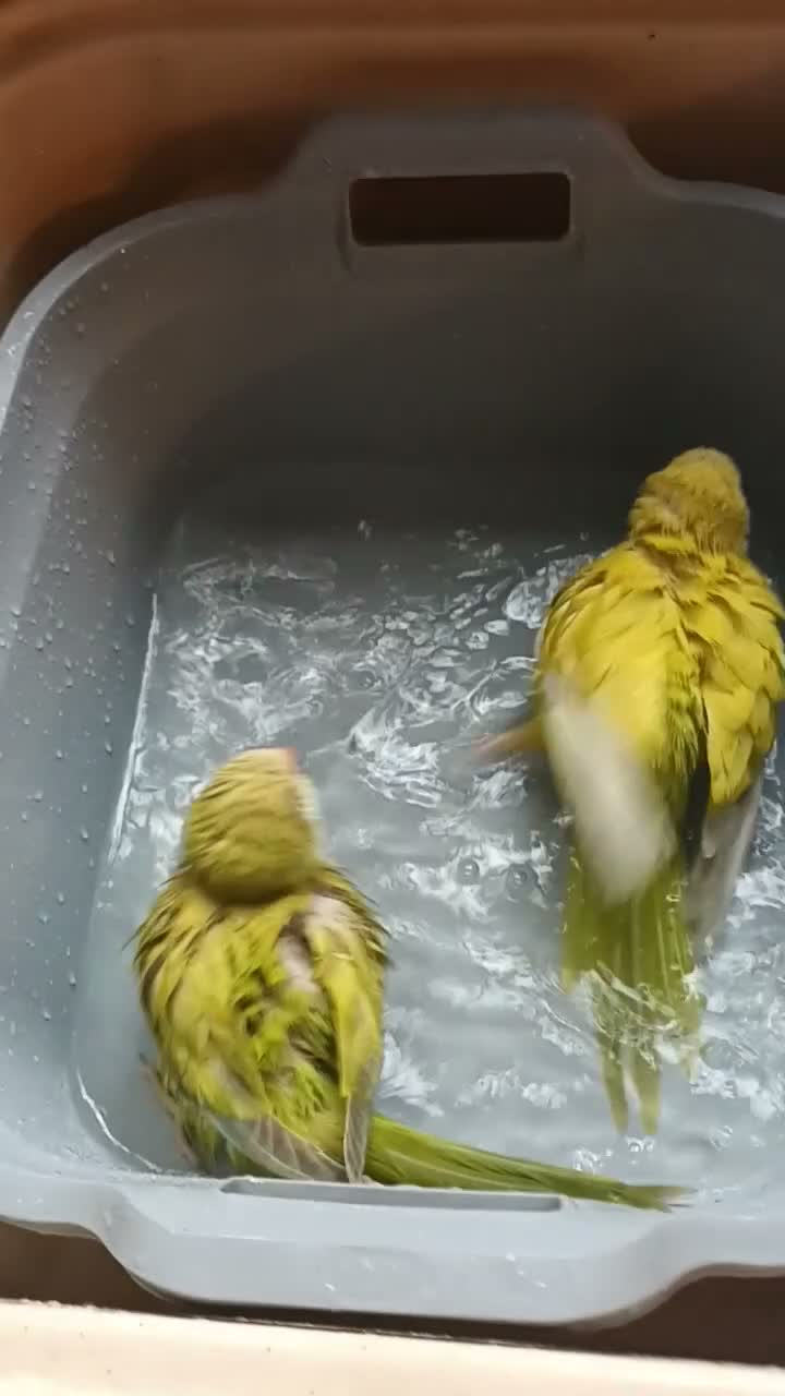 Parrots birds for sale: Beautiful super friendly Quaker parrot chicks - Video 3