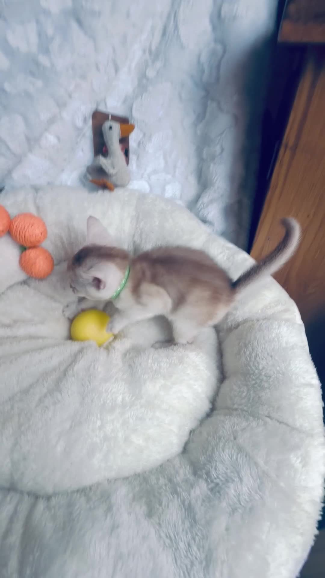 Abyssinian cats for sale: 🏆✨ CHAMPION Silver Cinnamon  Abyssinian  ✨🏆❤️ - Video 5