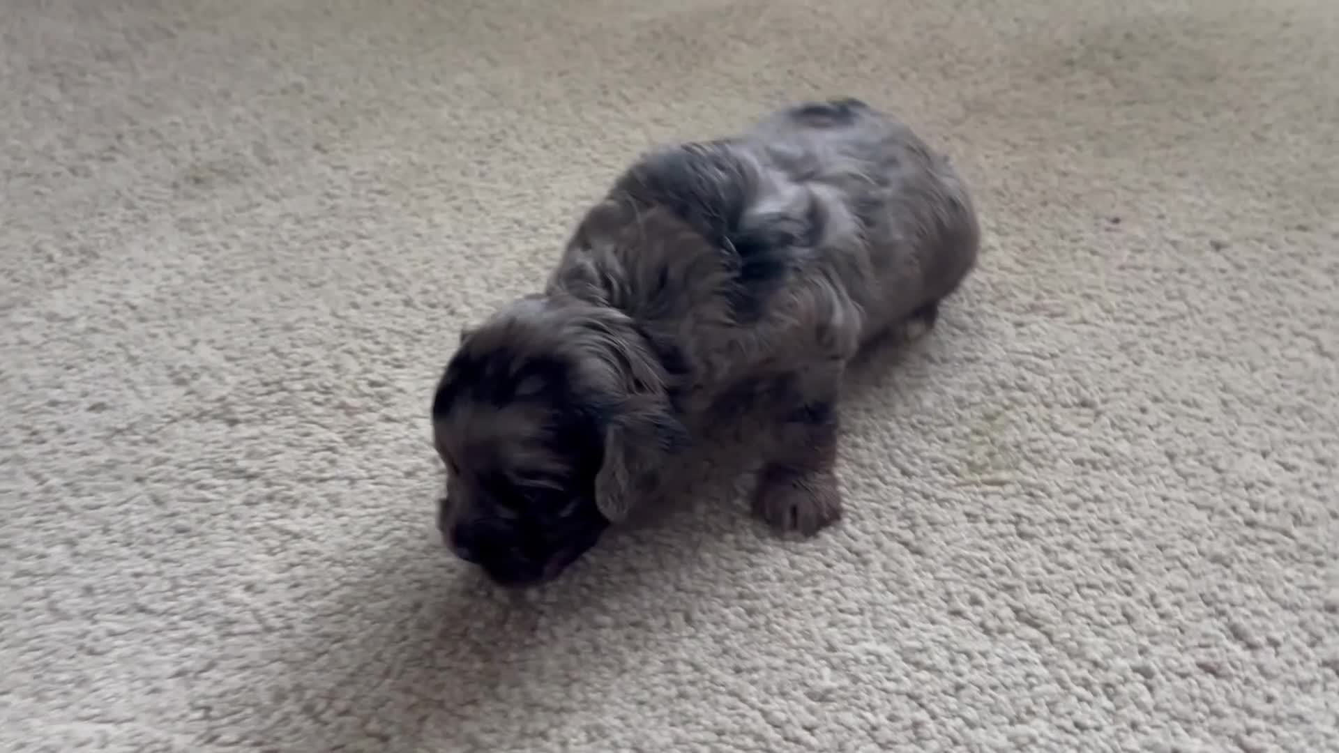Cavapoo dogs for sale: 4 Beautiful Cavapoo puppies - Video 4