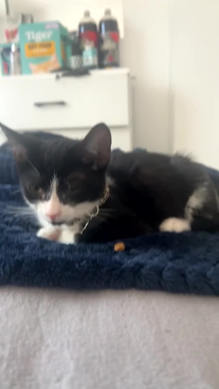 Mixed Breed cats for sale: Kitten  in London - Video 3