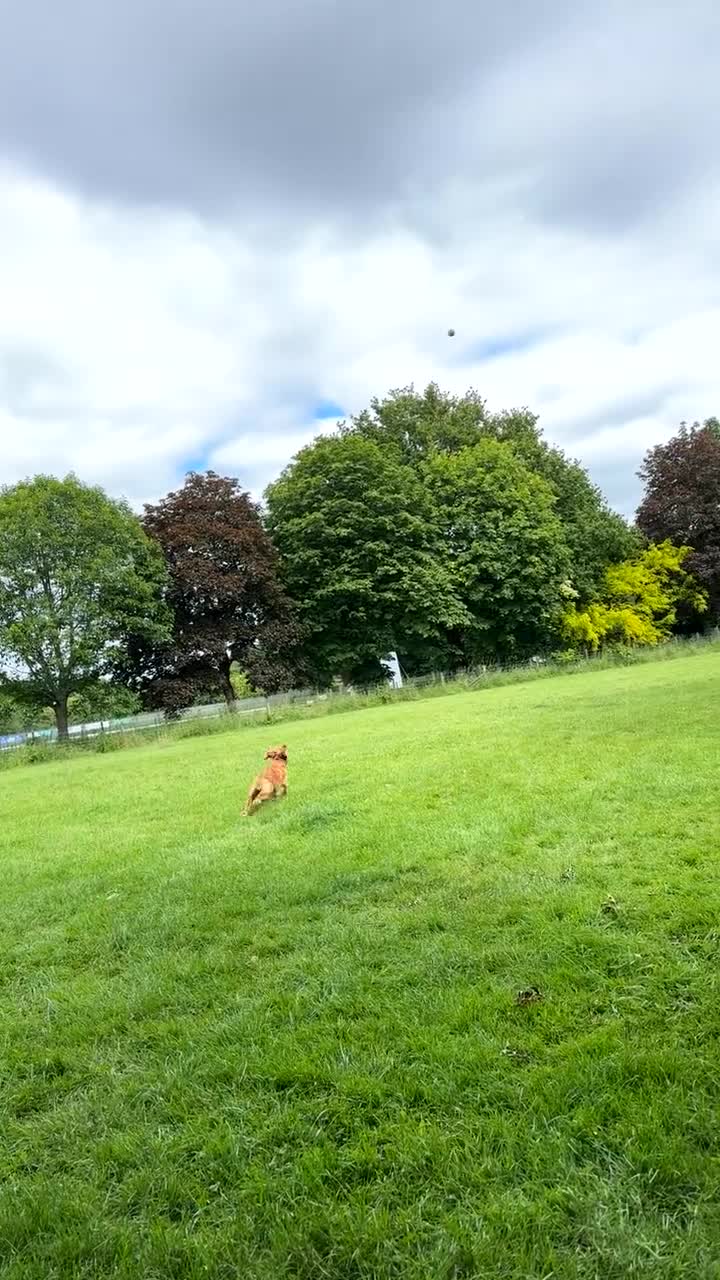 Cocker Spaniel dogs for stud: Cocker spaniel Stud - Video 1