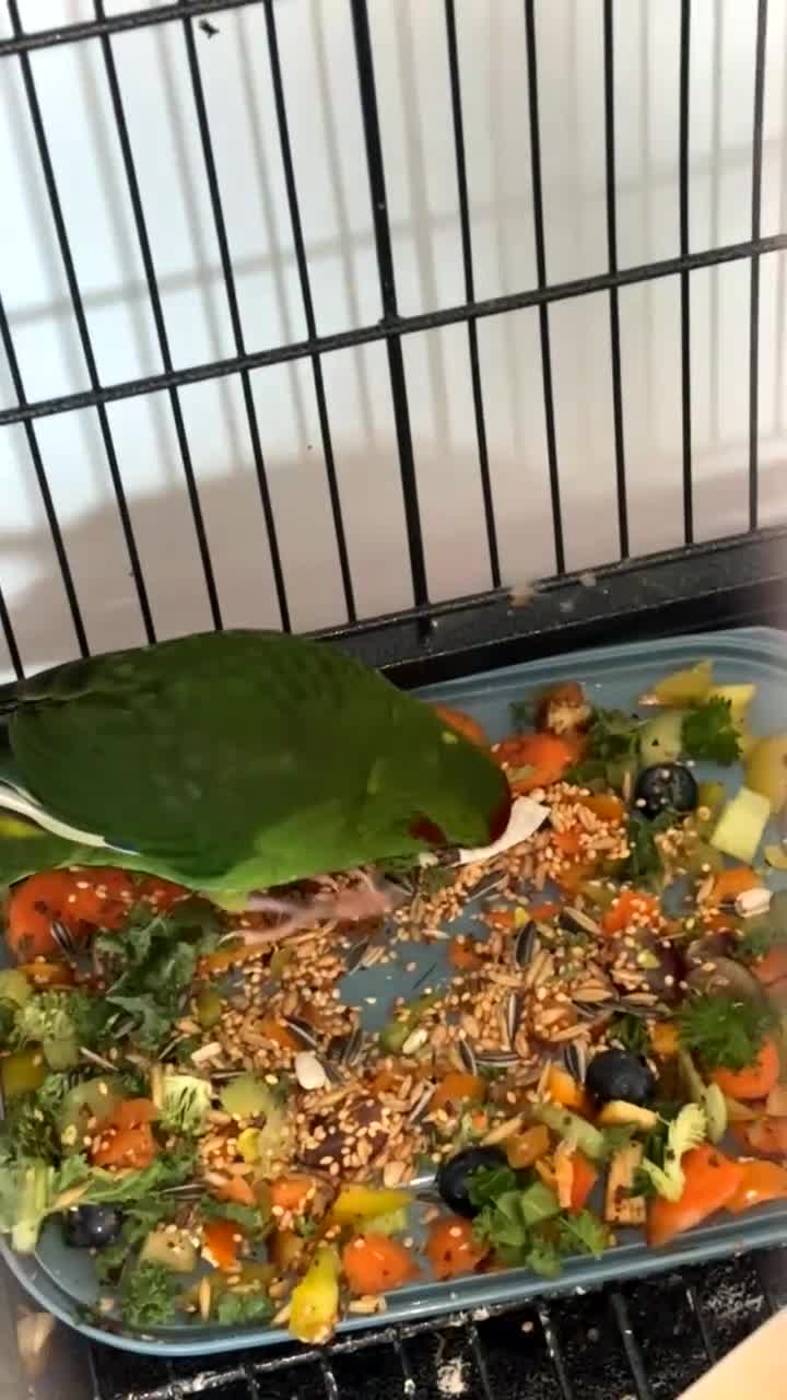 Parakeets birds for sale: Beautiful Kakariki Male - Video 1