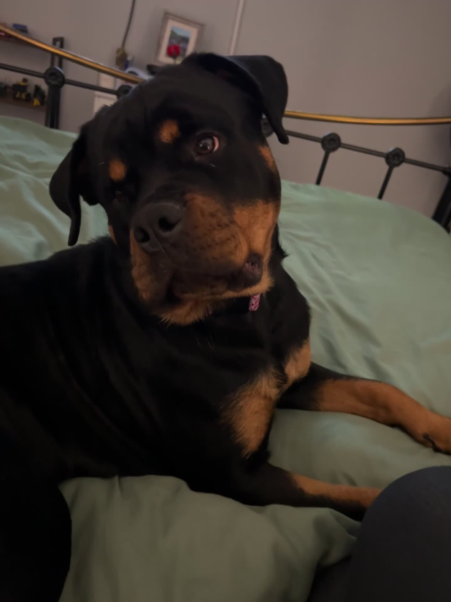 Rottweiler dogs for sale: Dollys looking for her forever home  in Peterborough - Video 1