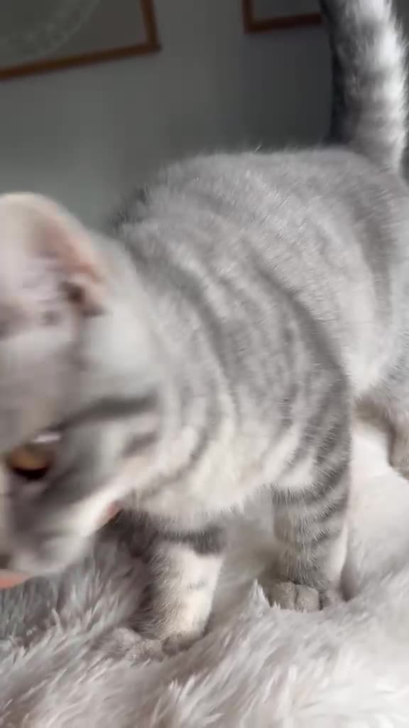 British Shorthair cats for sale: 🏆CHAMPION BLOODLINE 🏆 British shorthair  - Video 4