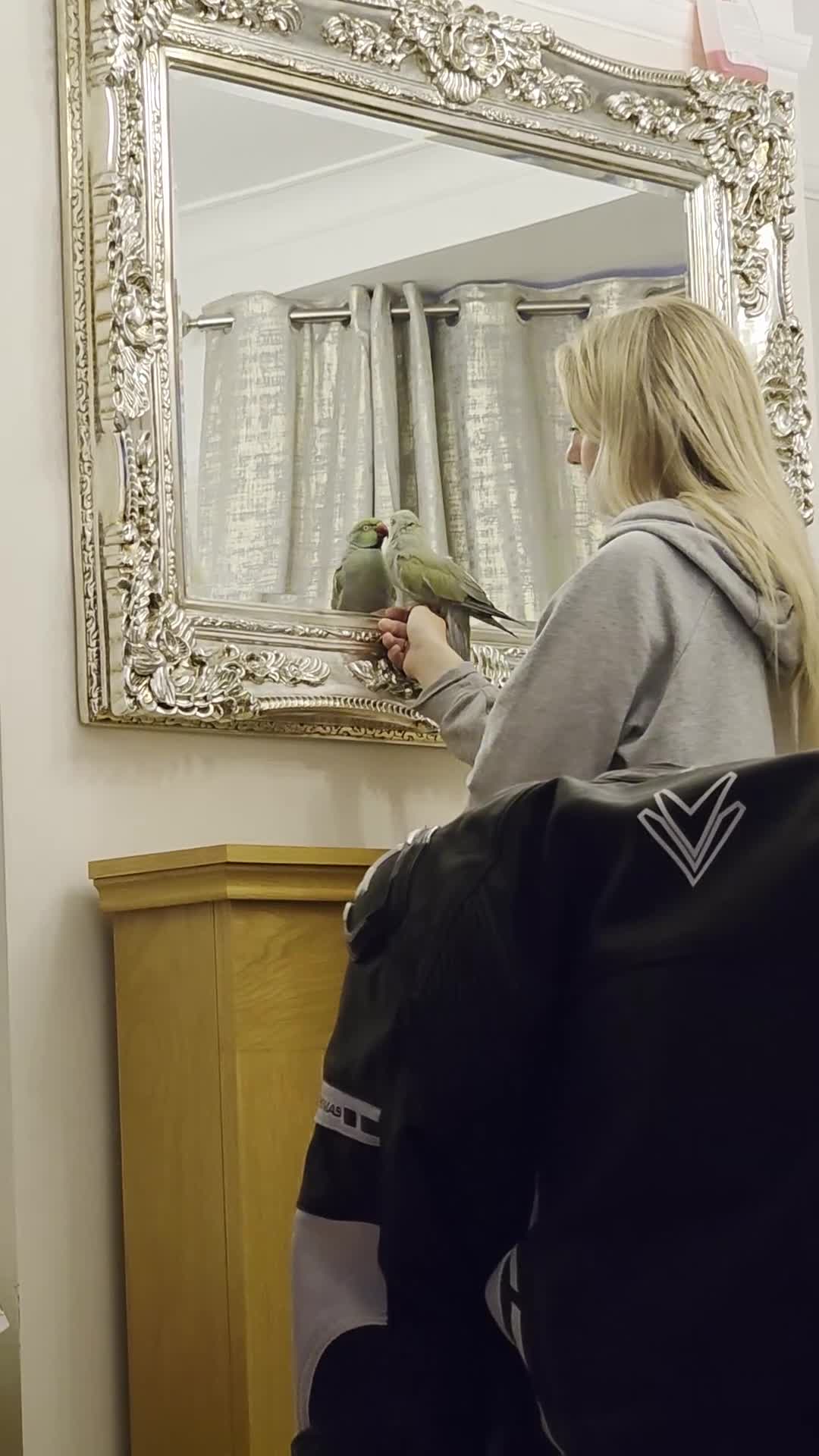 Cockatiels birds for sale: Cockatiel abd Ringneck in Gillingham - Video 5