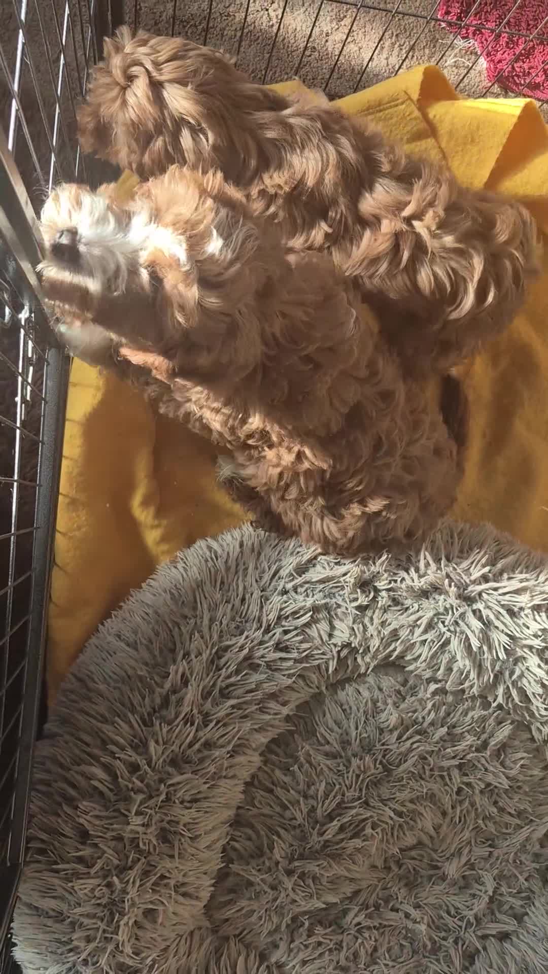 Cavapoo dogs for sale: Adorable Cavapoo puppies  - Video 1