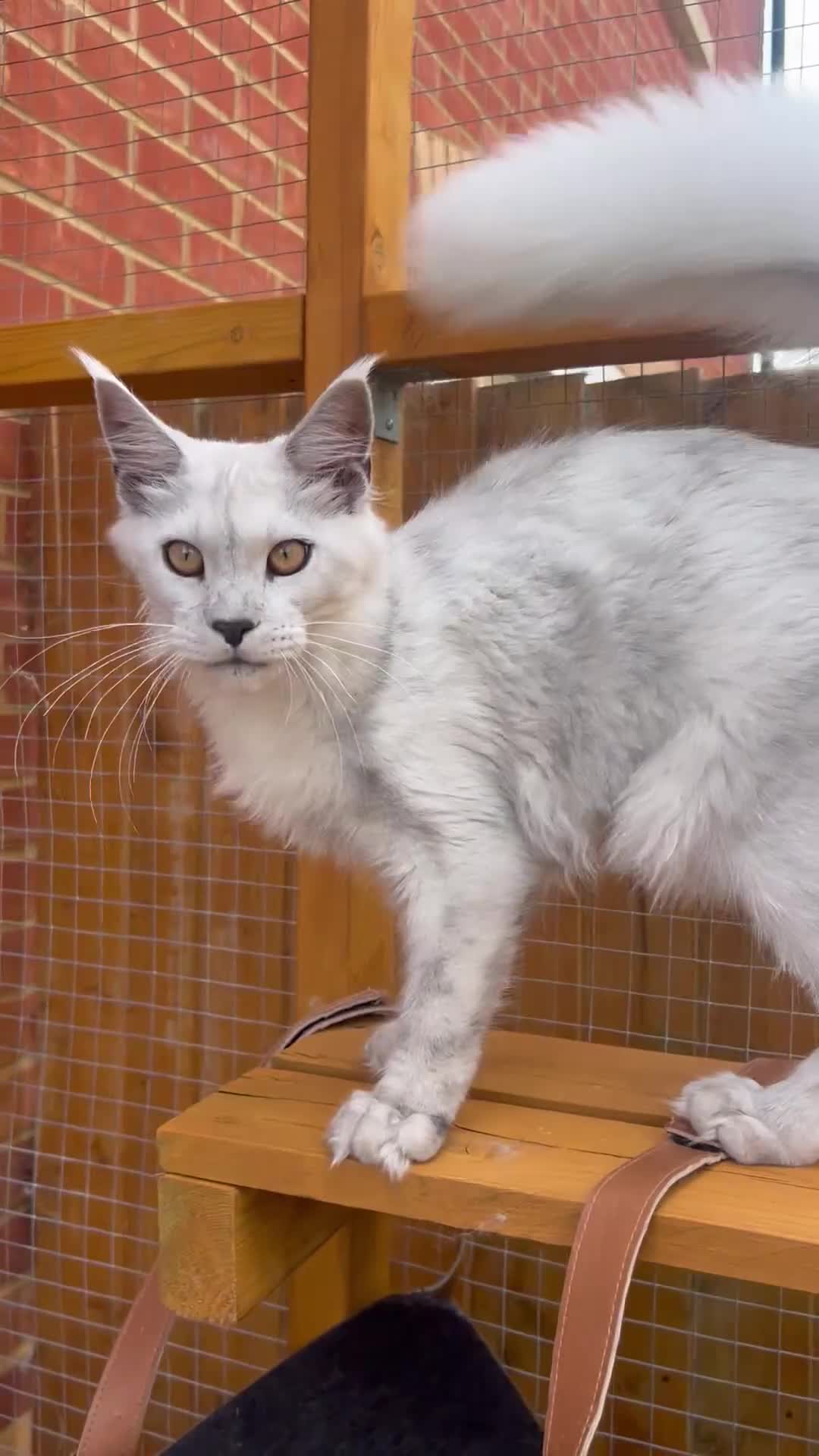 Maine Coon cats for sale: Stunning TICA boy black silver shaded Maine Coon  - Video 1