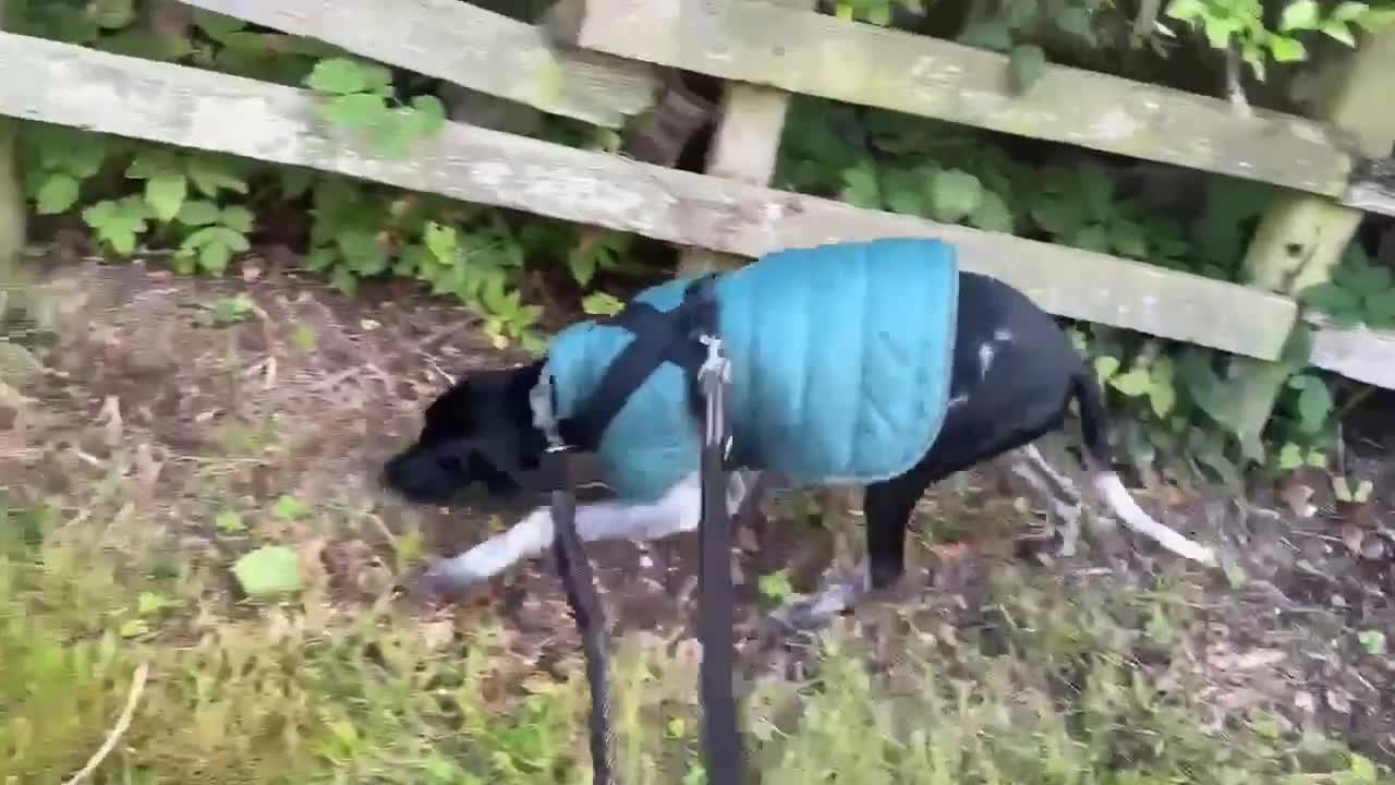 Pointer dogs for adoption: Oreo is looking for her forever home  in Humbie - Video 2