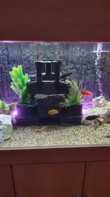 Cichlids fish for sale: Professional tropical aquarium set up - Video 1