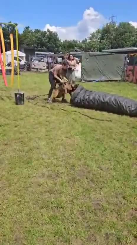 Belgian Shepherd Dog dogs for sale:  Belgian Malinois KC Bloodline Puppies - Video 1