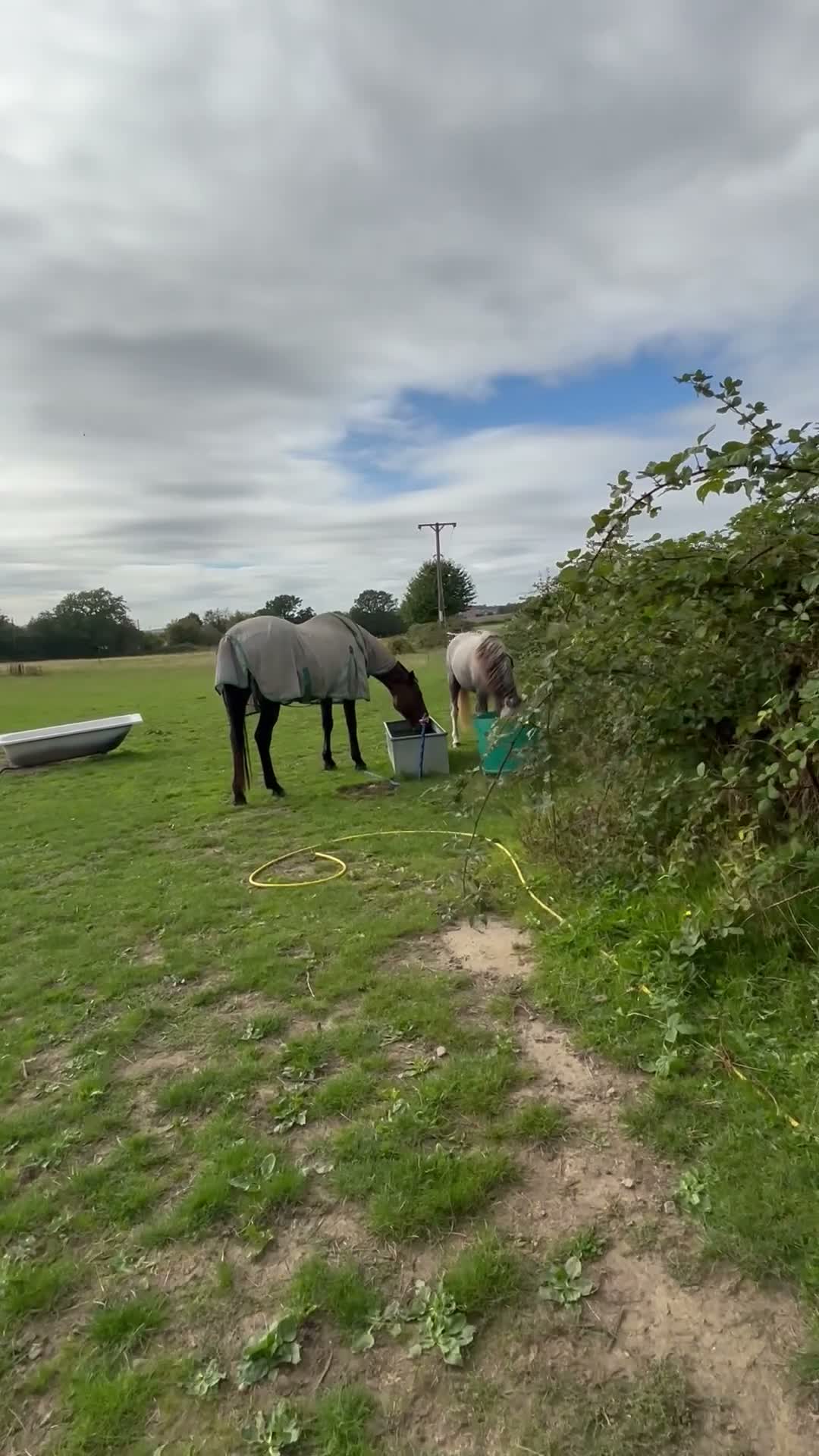Welsh Section A horses for sale: Little Pea  - Video 2