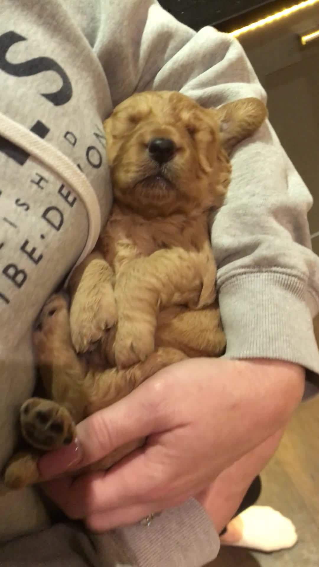 Mini Goldendoodle dogs for sale: F1 pups by POLICE Dog Trainer / Council Licensed  - Video 1