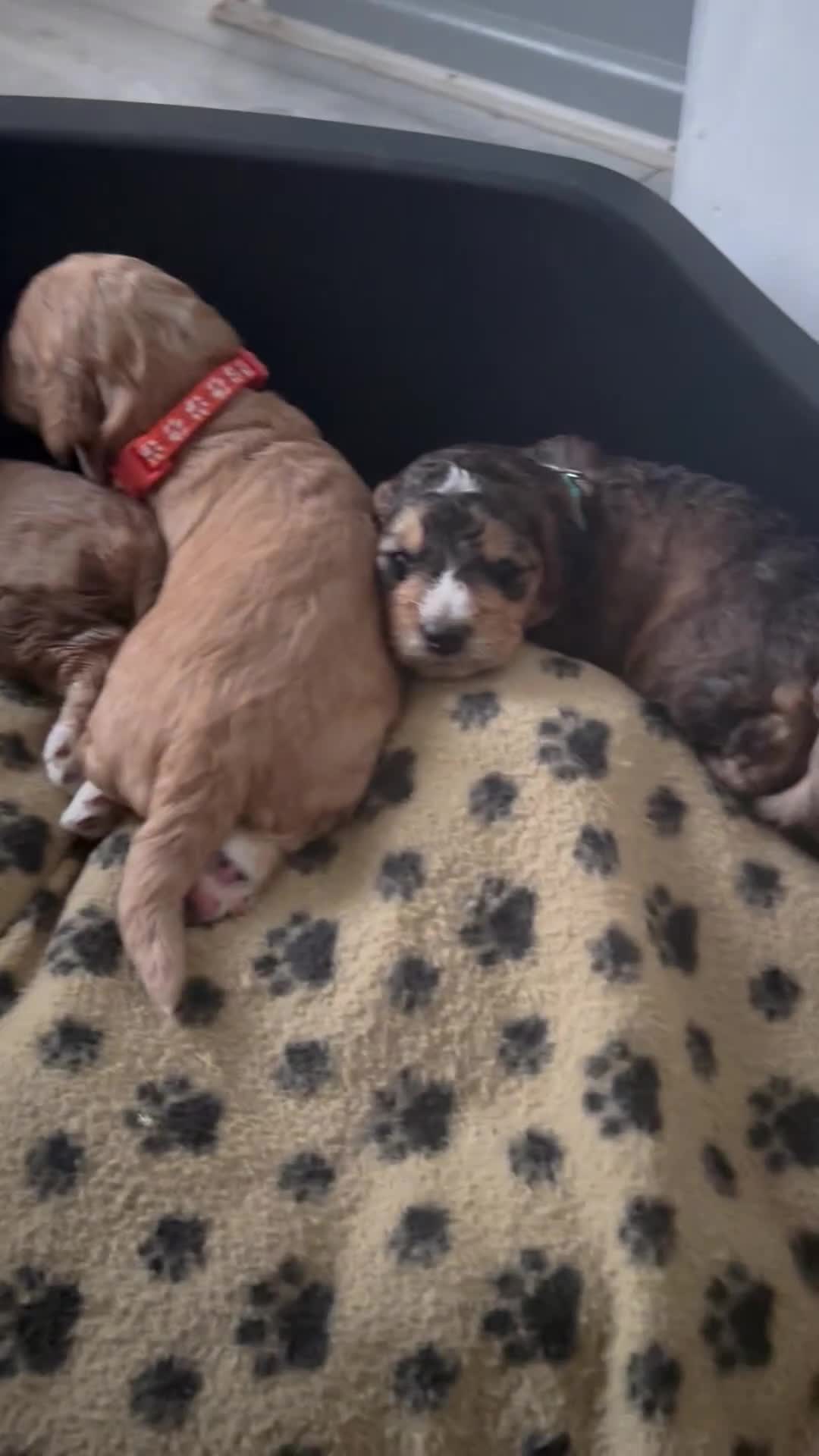 Cockapoo dogs for sale: 5 Beautiful Cockapoo Puppies  - Video 4