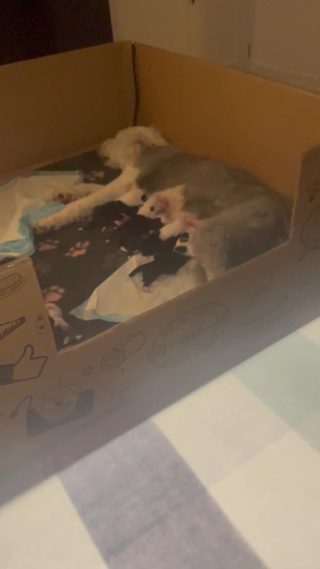 Old English Sheepdog dogs for sale: Old English puppies - Video 1