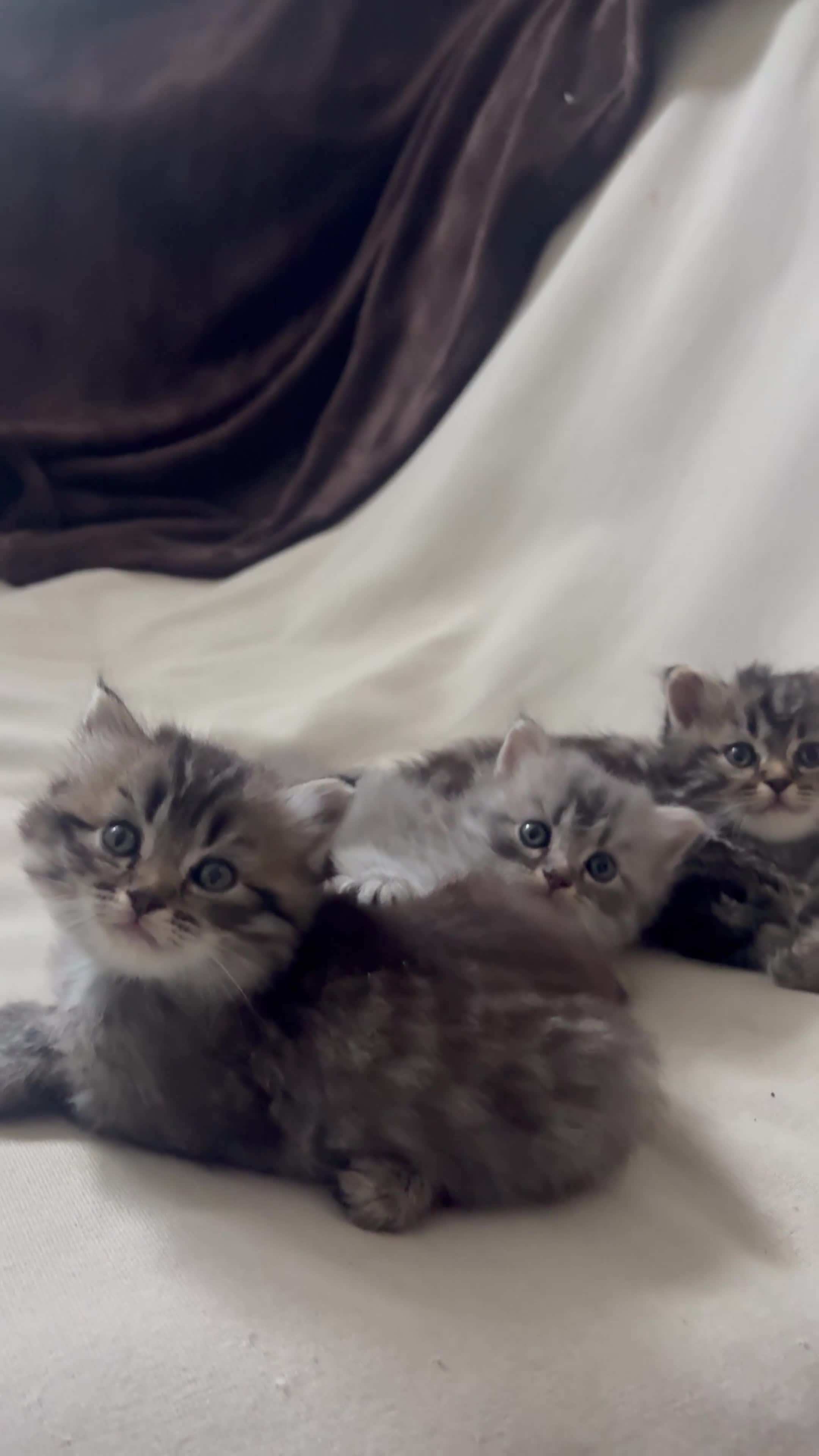 Perdoll cats for sale: Persian Ragdoll Tabby Kittens  - Video 2