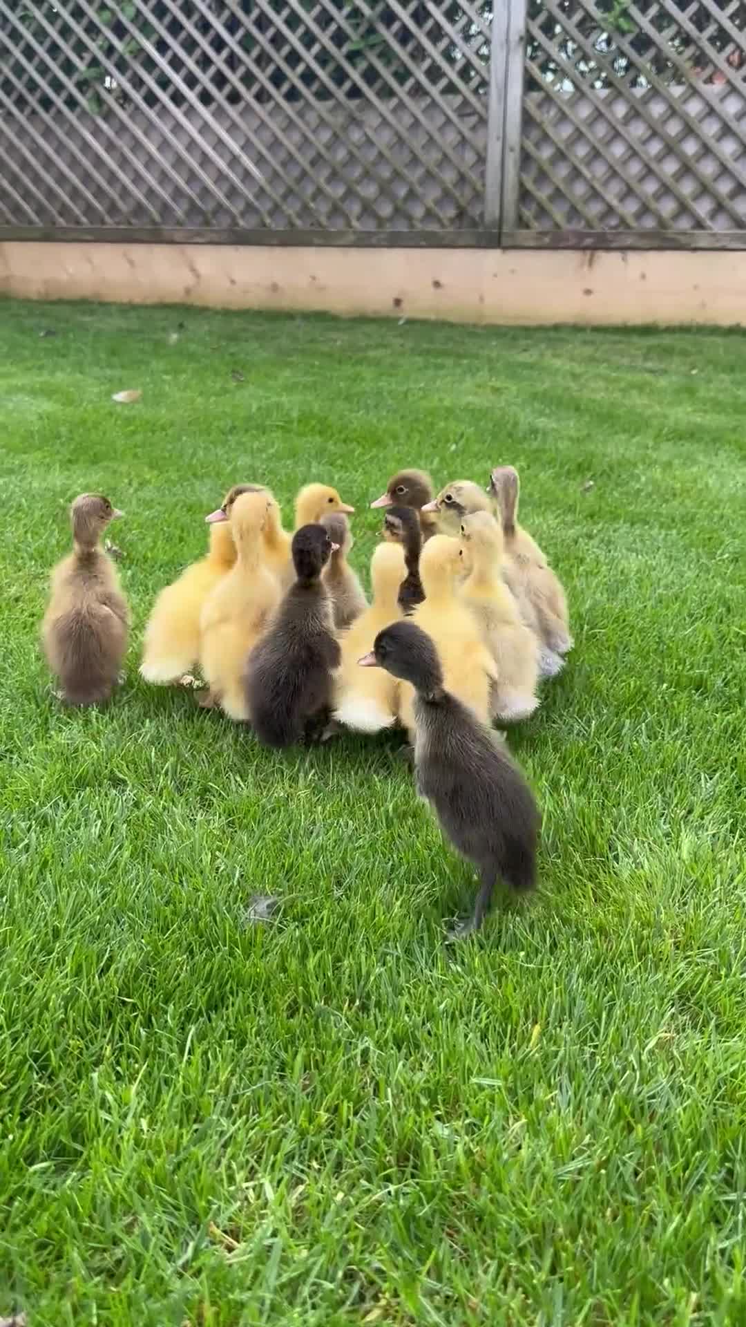 Ducks poultry for sale: Female Indian Runner ducklings  in Colchester - Video 1